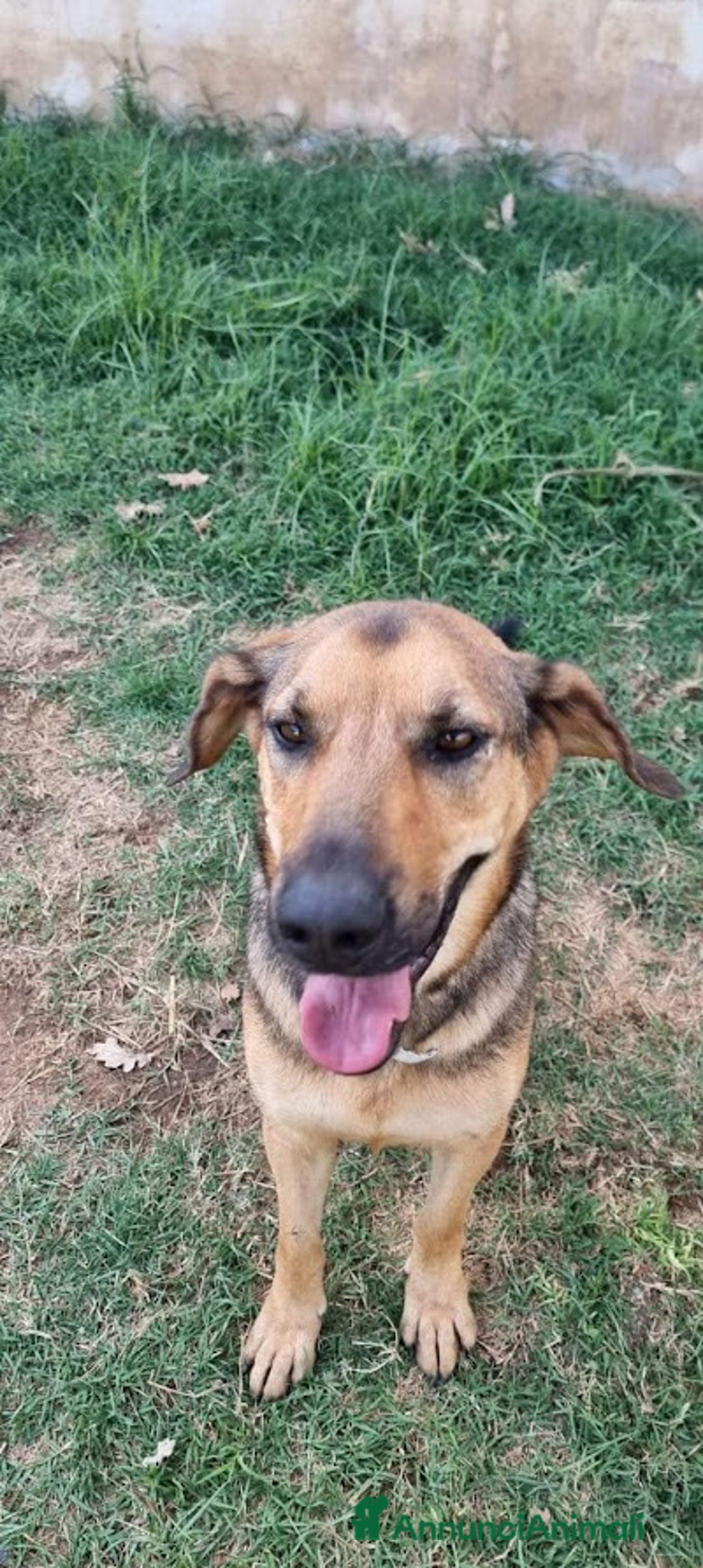 Meticcio cani in regalo: ARCHIMEDE, simil segugio, 3 anni di simpatia - Annuncio 4