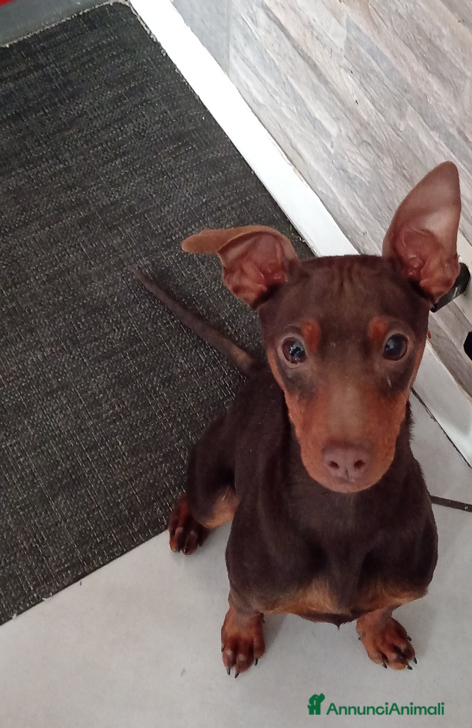 Pinscher Miniatura cani Cucciolo di Pinscher bicolore focato  - Annuncio 1