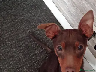 Pinscher Miniatura cani Cucciolo di Pinscher bicolore focato - Annuncio 1