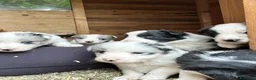 Border Collie cani in vendita: Vendo - Annuncio 5
