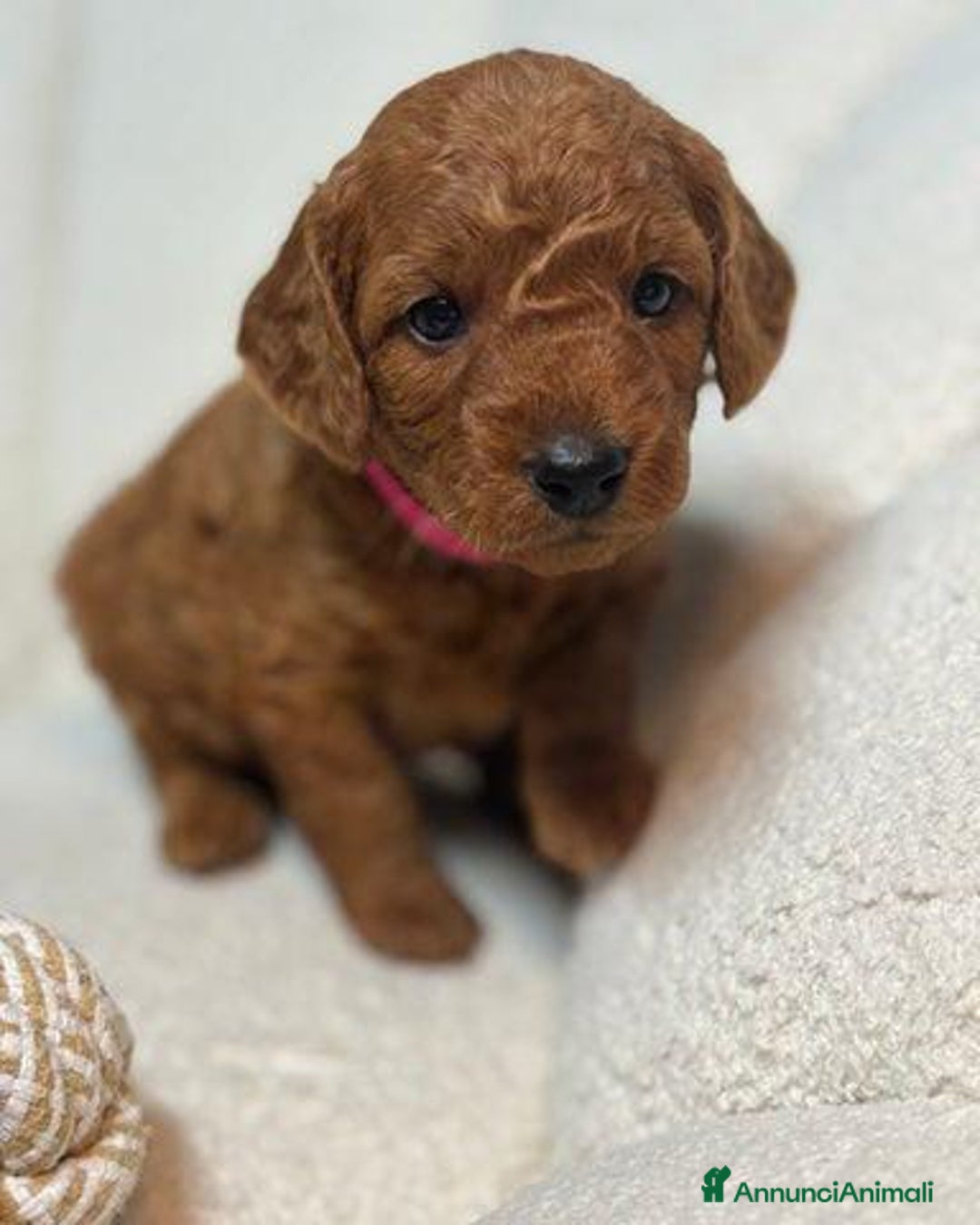 Meticcio cani in vendita: Cuccioli di Mini Goldendoodle F1BB - Annuncio 3