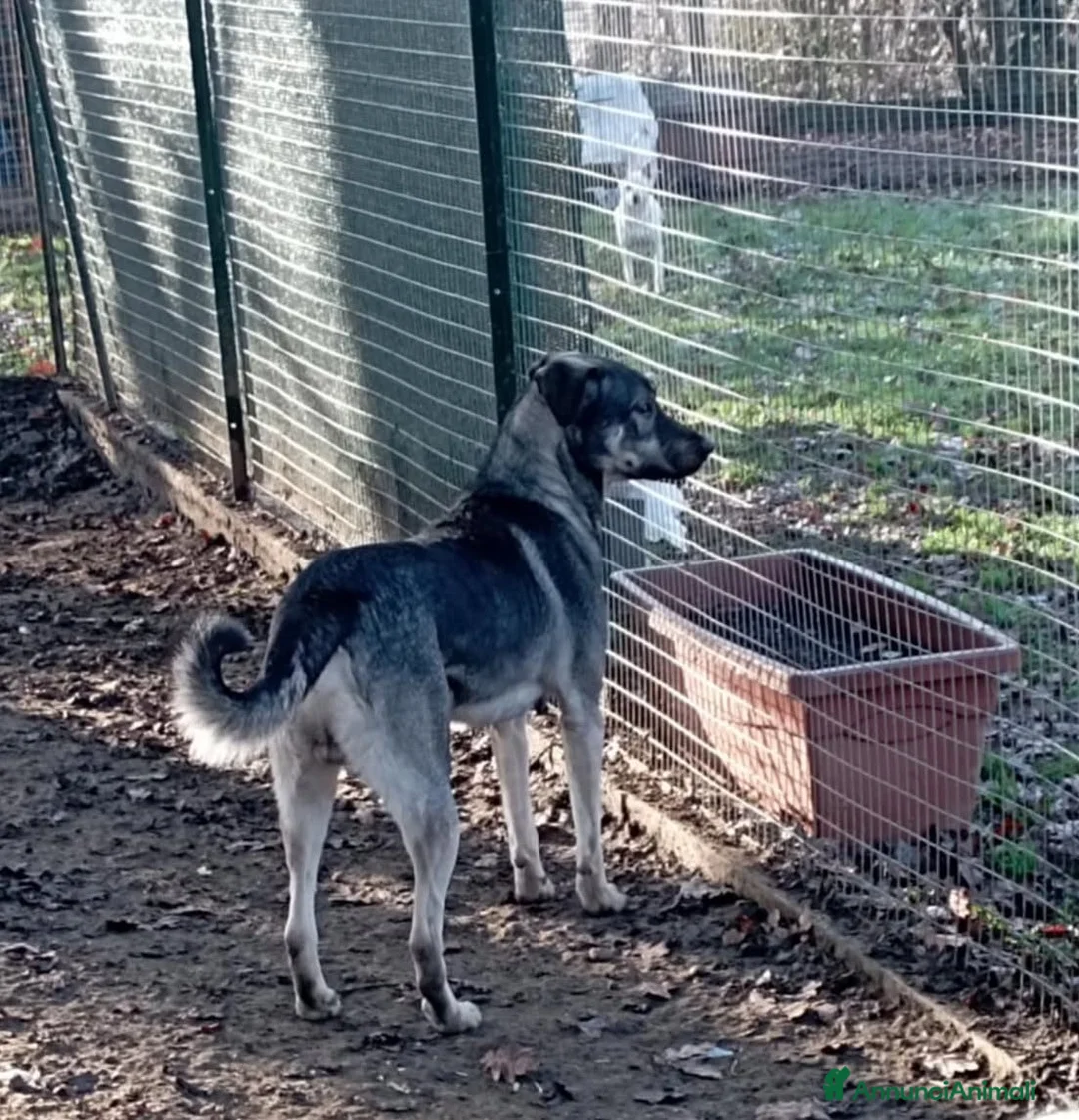 Meticcio cani in regalo: Romeo in adozione - Annuncio 1
