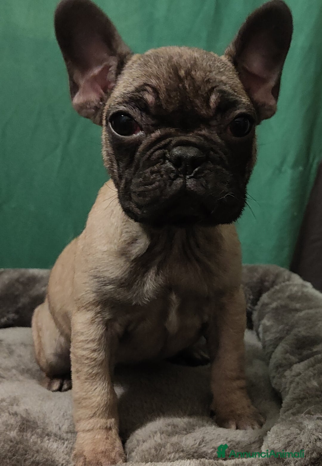 Immagine della galleria {{count}}