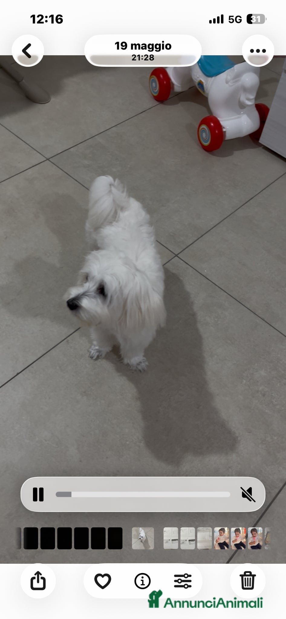 Maltese cani Maltese - Annuncio 1