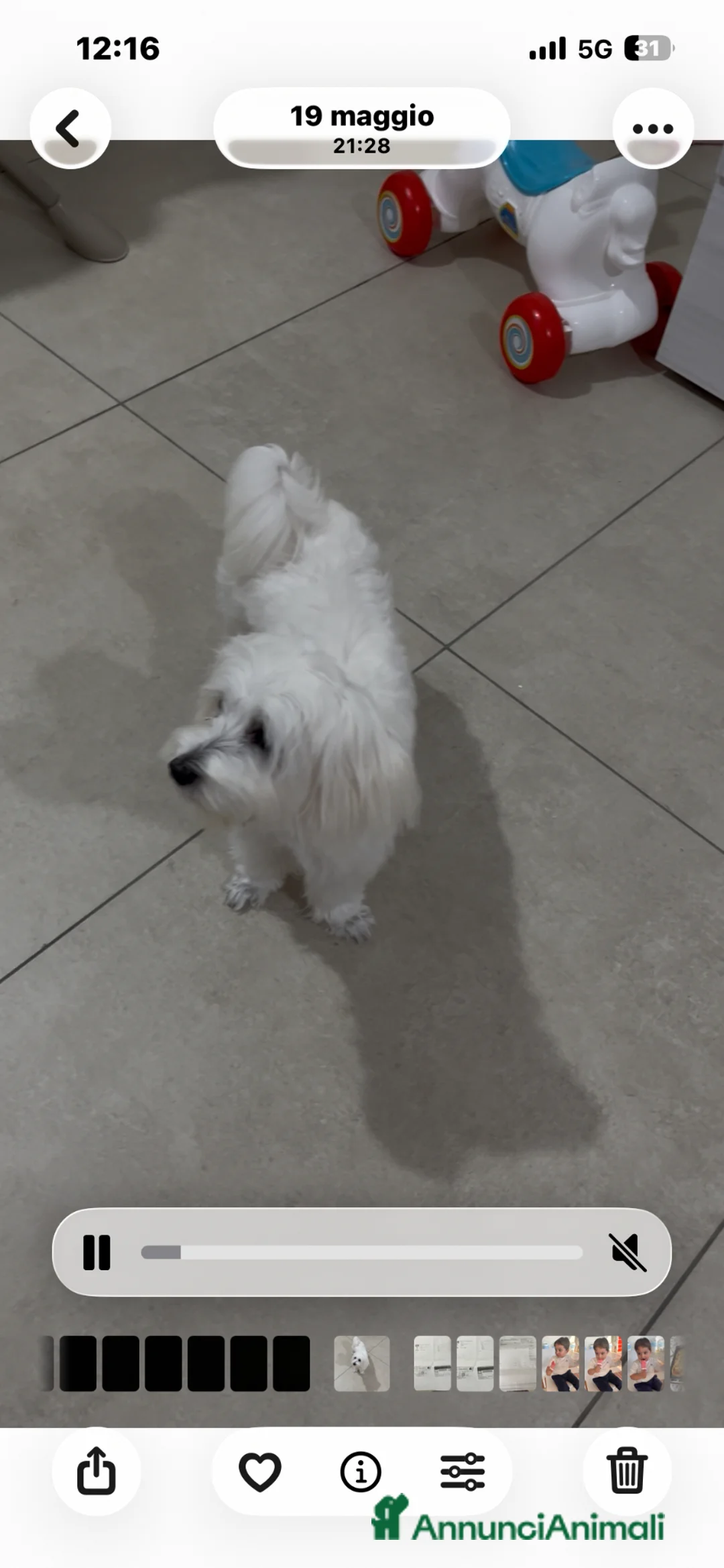 Maltese cani in vendita: Maltese a Città metropolitana di Reggio Calabria - Annuncio 1