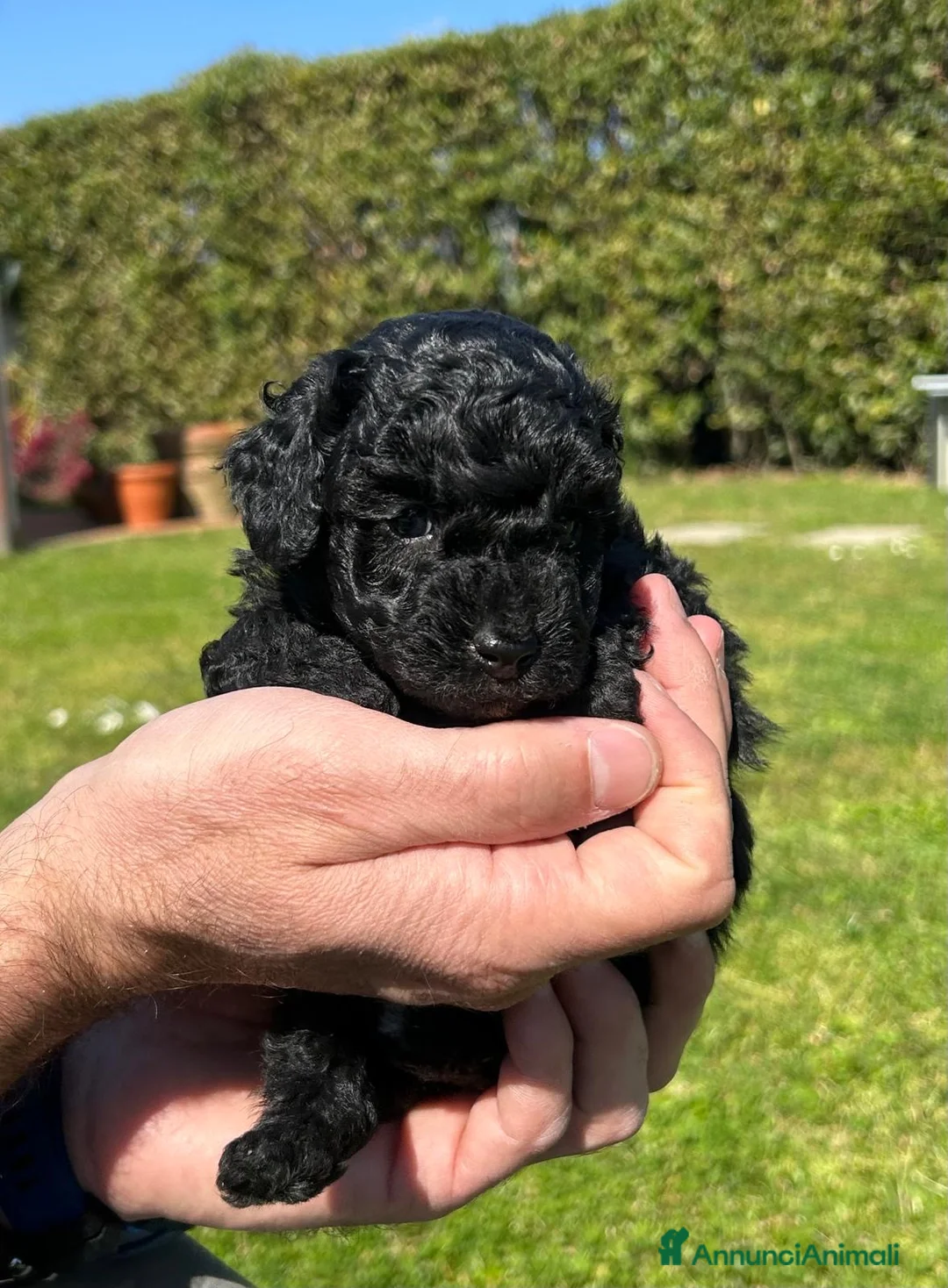 Barboncino cani in vendita: BARBONCINI TOY  - Annuncio 2