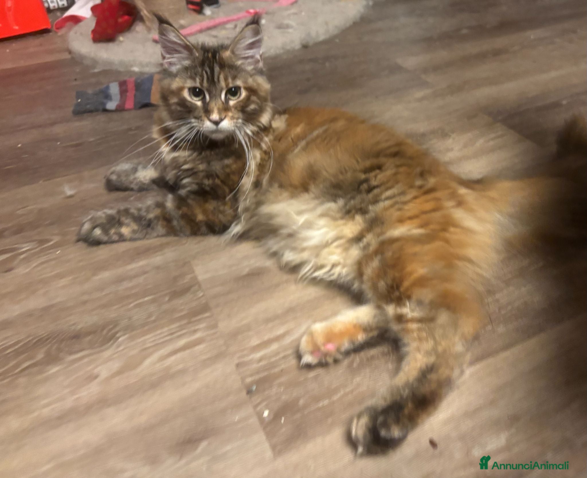 Maine Coon gatti cucciole di Maine coon con pedigree - Annuncio 2