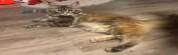 Maine Coon gatti in vendita: cucciole di Maine coon con pedigree - Annuncio 1