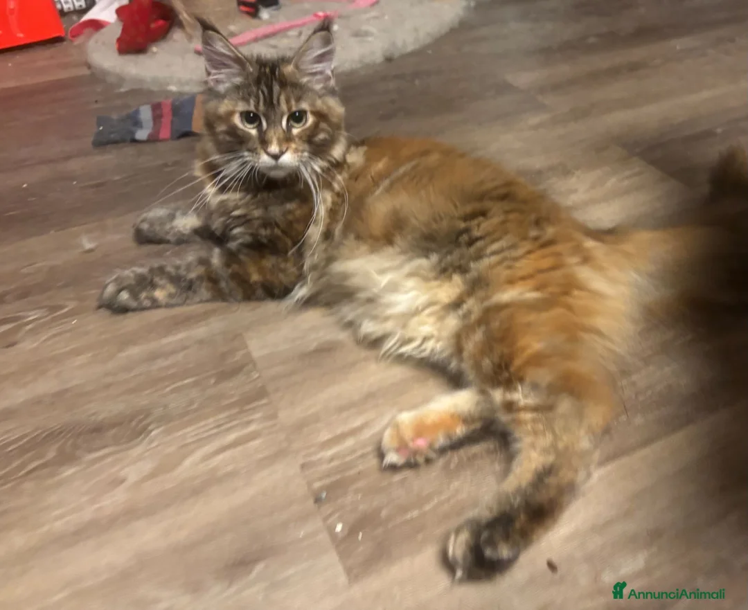 Maine Coon gatti in vendita: cucciole di Maine coon con pedigree - Annuncio 1