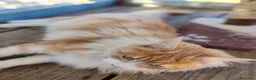 Maine Coon gatti per accoppiamento: Simba cerca fifanzata - Annuncio 4