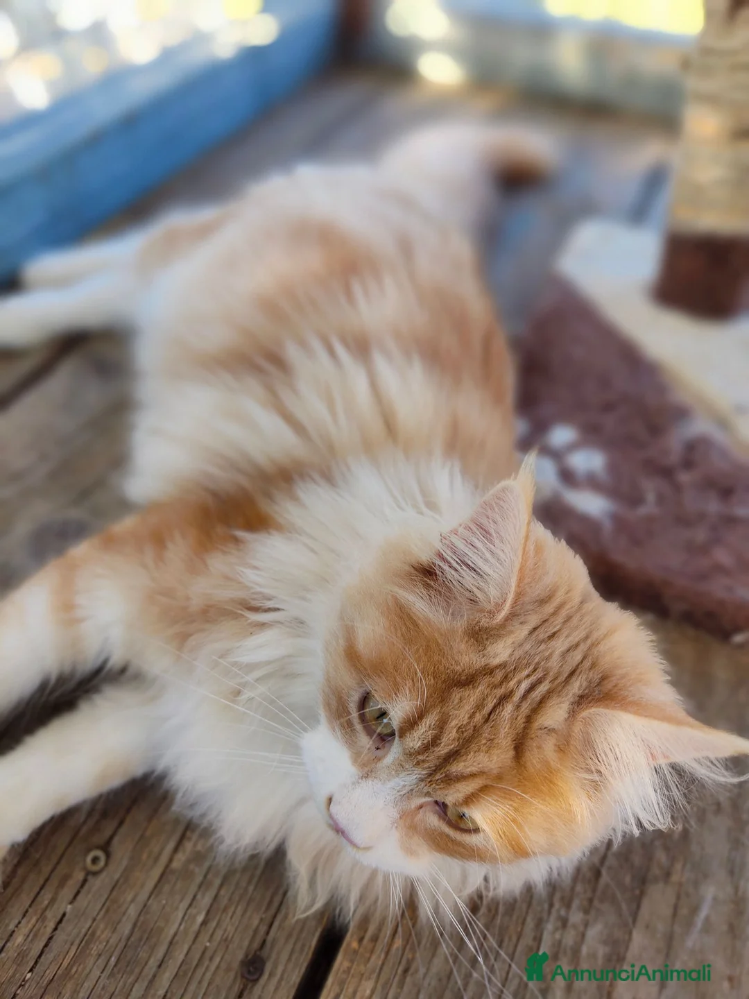 Maine Coon gatti per accoppiamento: Simba cerca fifanzata - Annuncio 4