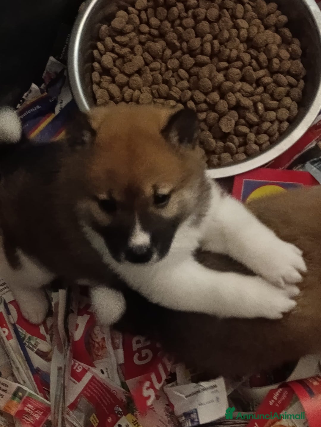 Shiba Inu cani in vendita: Shiba Inu a Province of Pavia - Annuncio 2