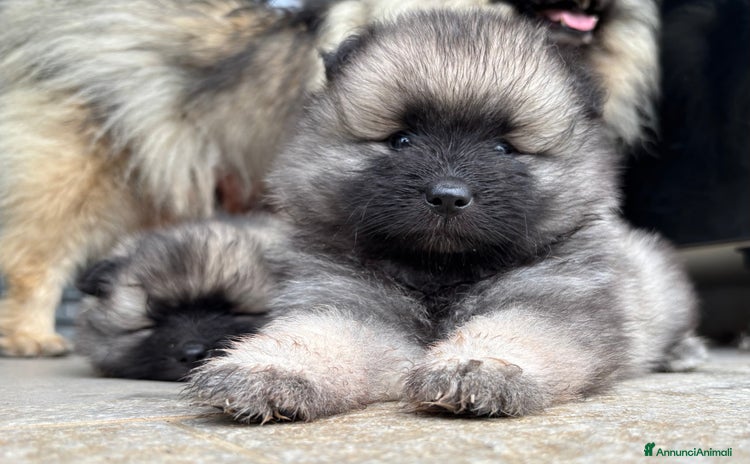 Wolfspitz cani a Provincia di Como - Annuncio 1