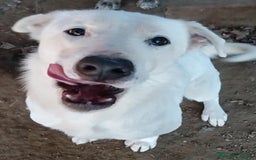 Labrador cani in regalo: Heide meravigliosa derivata labrador in adozione a Provincia di Latina - Immagine 1