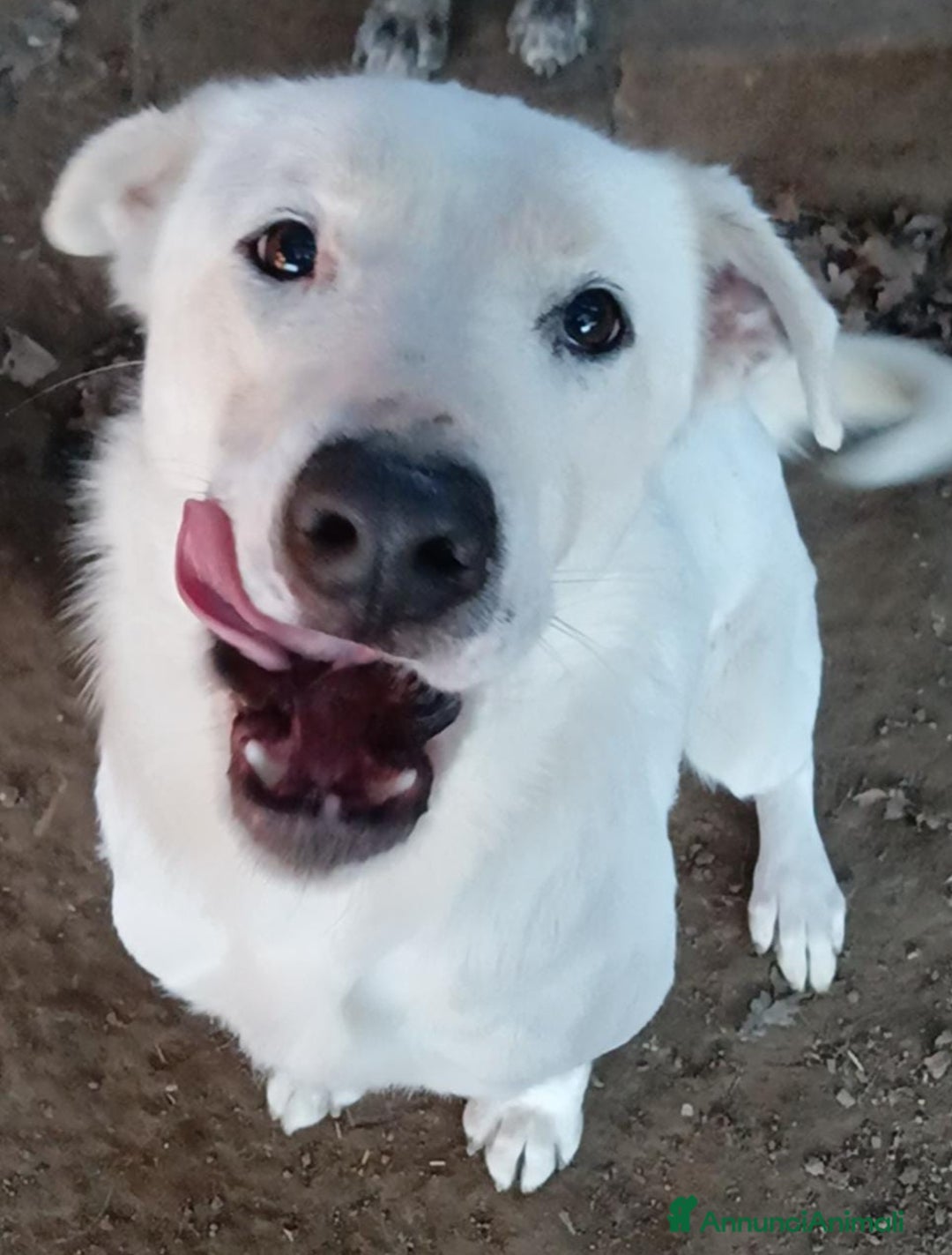 Labrador cani in regalo: Heide meravigliosa derivata labrador in adozione a Provincia di Latina - Immagine 1