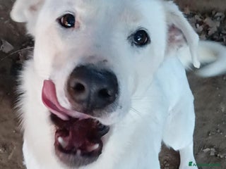 Labrador cani Heide meravigliosa derivata labrador in adozione a Provincia di Latina - Annuncio 22