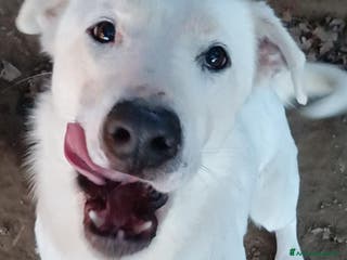 Labrador cani Heide meravigliosa derivata labrador in adozione a Provincia di Latina - Annuncio 13