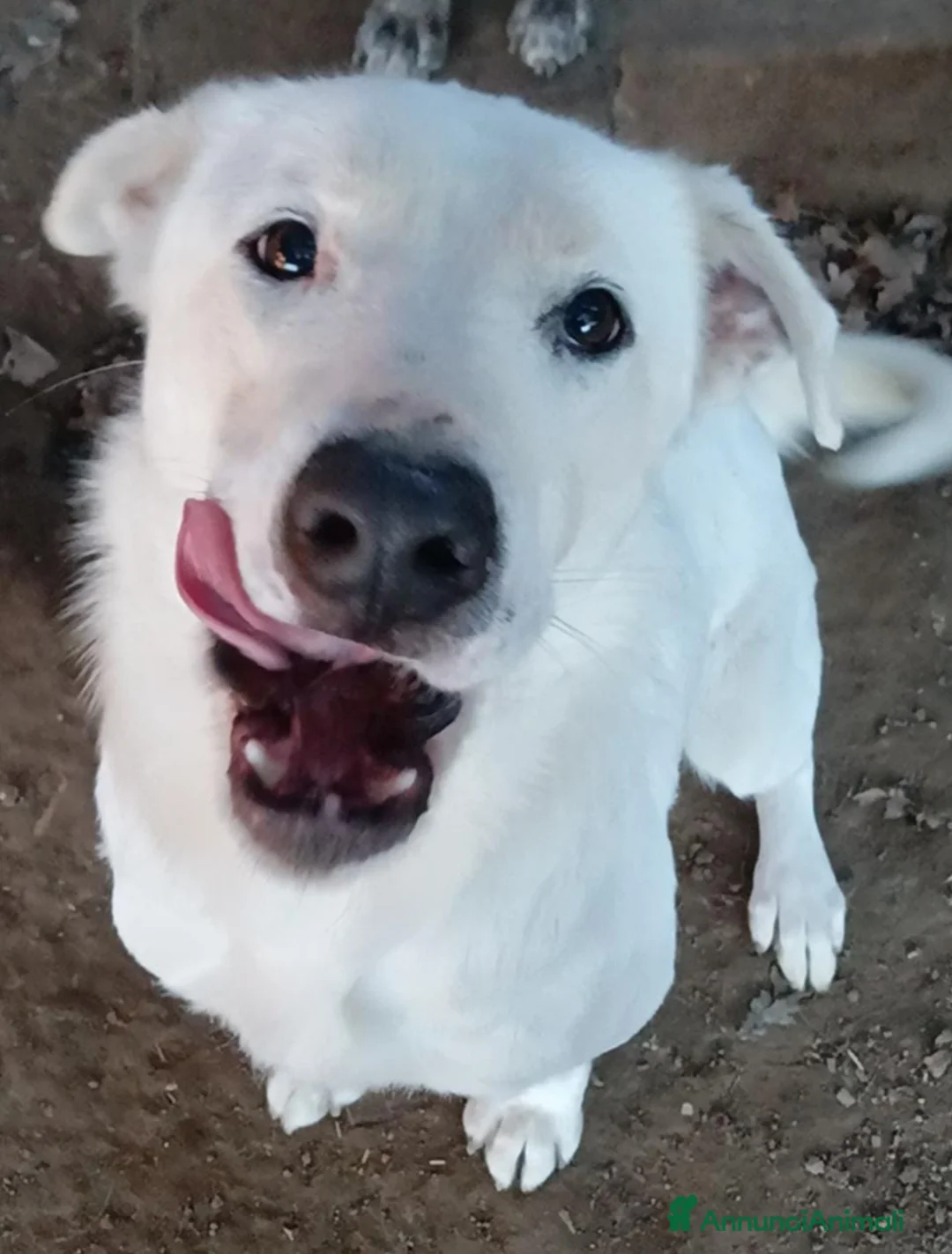 Labrador cani in regalo: Heide meravigliosa derivata labrador in adozione a Provincia di Latina - Annuncio 1