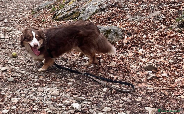 Australian Shepherd cani a Città metropolitana di Milano - Annuncio 5