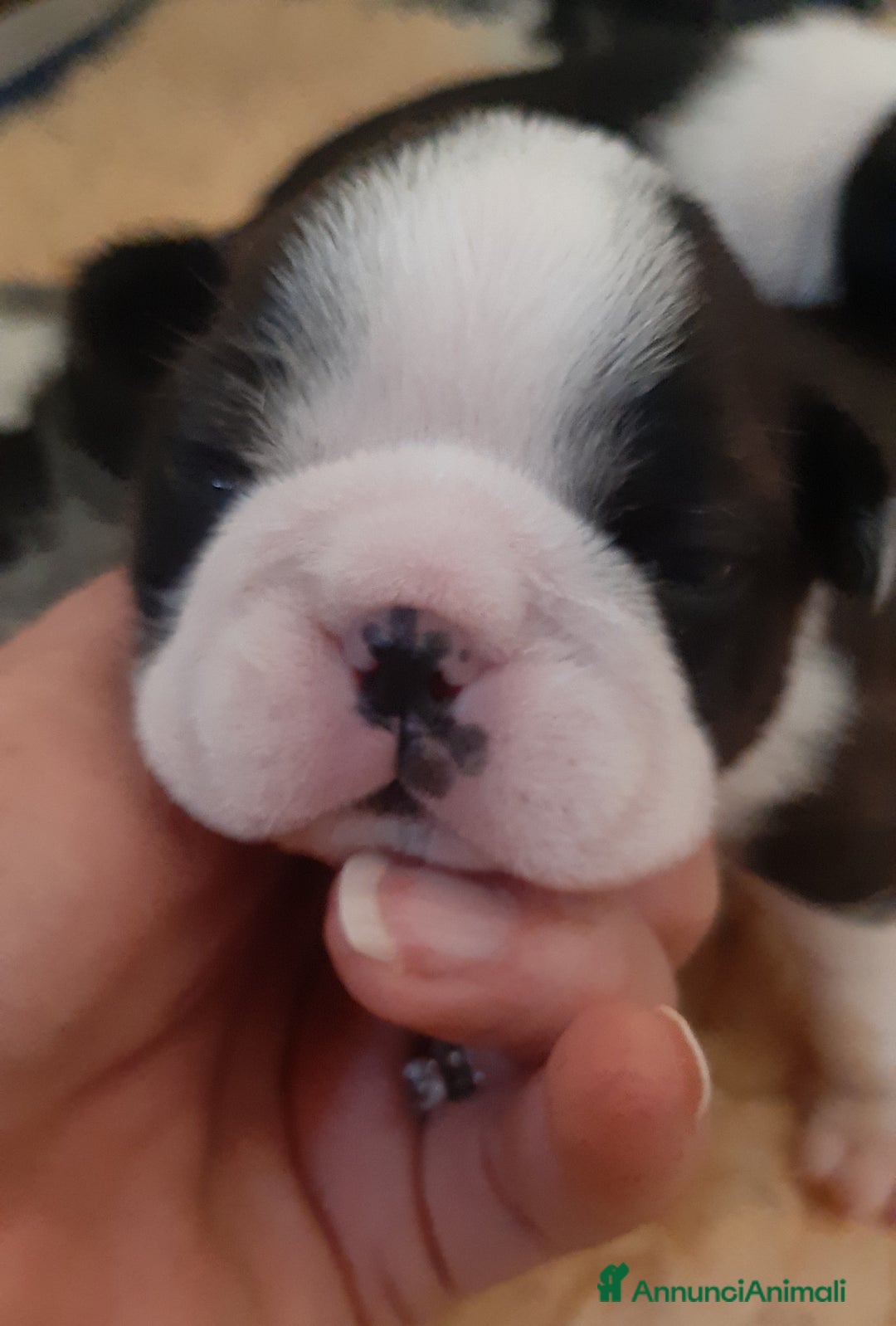 Boston Terrier cani in vendita: Cuccioli di Boston terrier con pedigree ENCI/FCI  - Annuncio 3