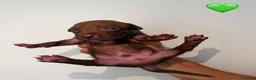 Pitbull cani in vendita: Cuccioli pitbull - Annuncio 5
