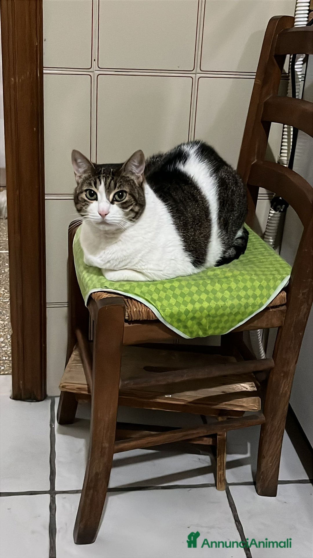 Meticcio gatti in regalo: GATTA ANZIANA - Annuncio 3