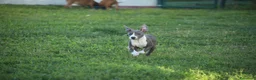 Pitbull cani in vendita: Cuccioli Pit Bull con pedigree anche a rate - Annuncio 11