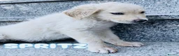 Meticcio cani in regalo: Cucciolo taglia media 3 mesi - Annuncio 2