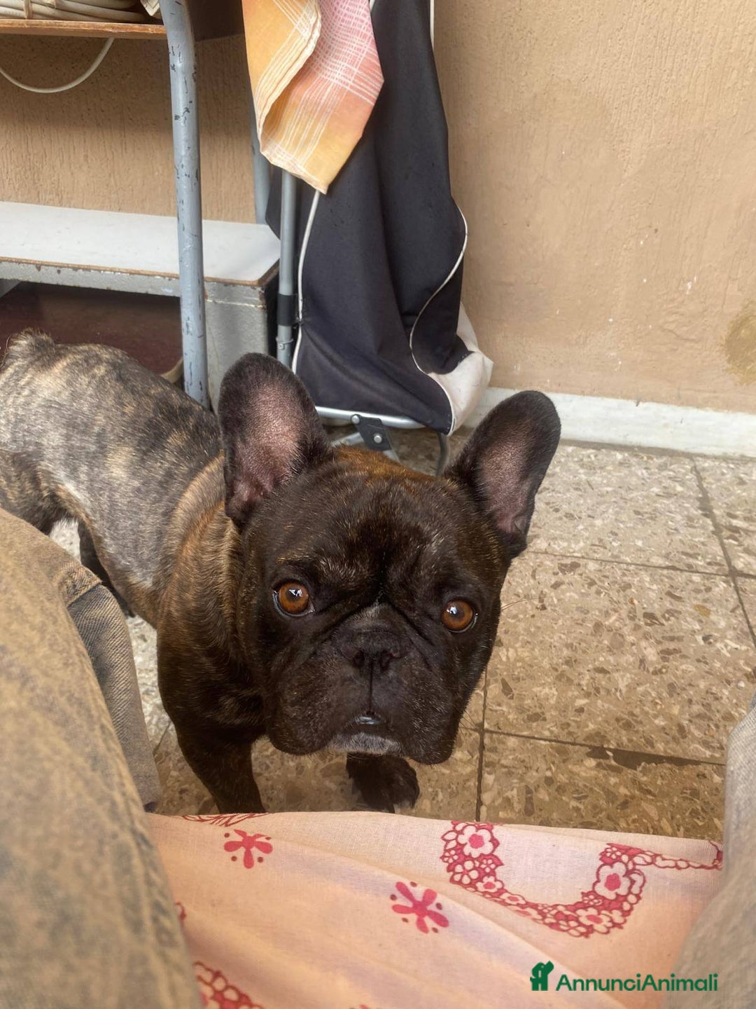 Bulldog Francese cani in regalo: King tenerissimo bulldog francese - Annuncio 8