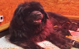 Terranova cani in vendita: Cucciola di terranova alta genealogia a Città metropolitana di Roma Capitale - Immagine 2