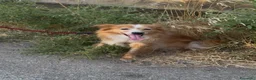 Meticcio cani in regalo: RICKY 💙 QUESTO SORRISO MERITA UNA CASA🙏🏻🥹 a Provincia di Novara - Annuncio 3