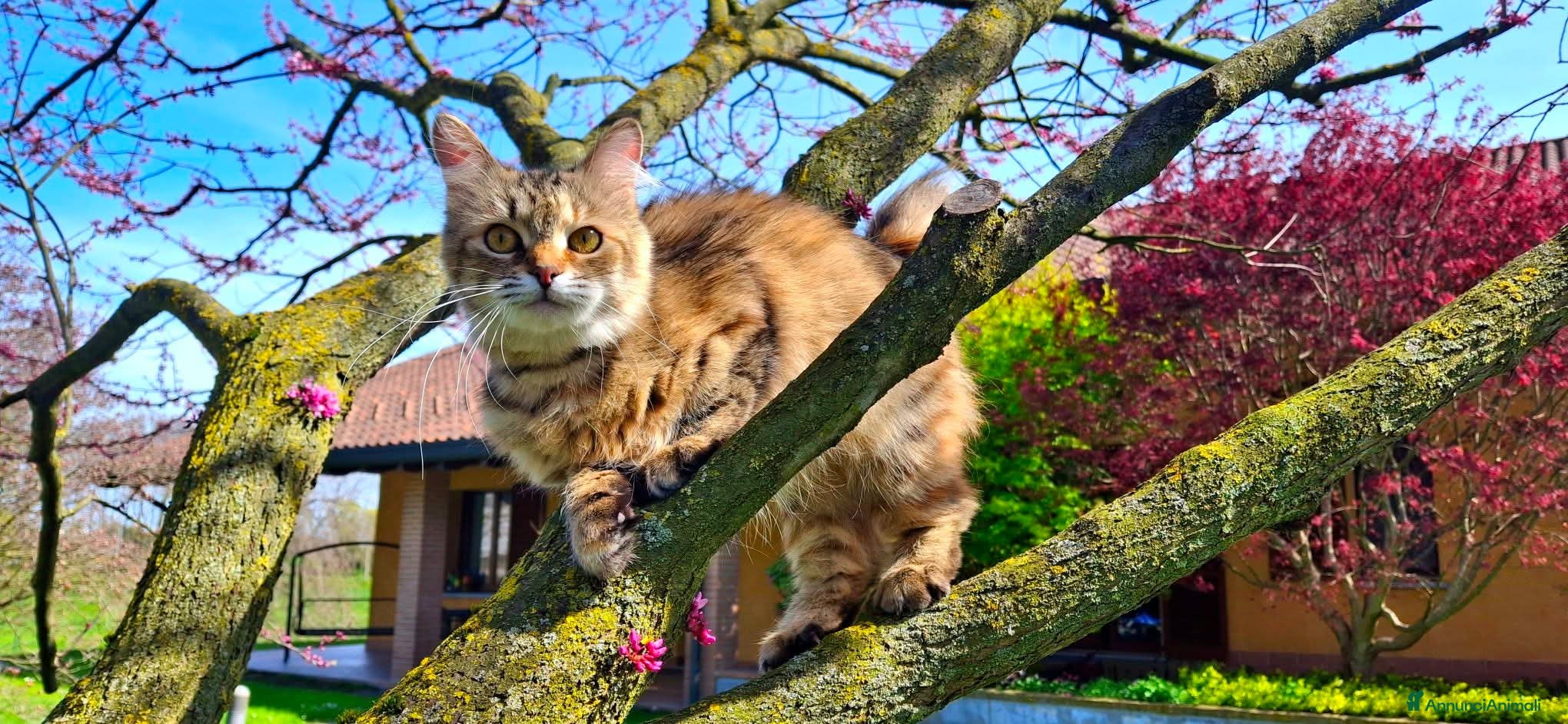 Siberiano gatti Liam e Kiam cercano casa 🏡  - Annuncio 8
