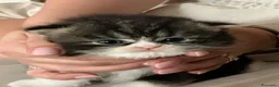 Scottish gatti in vendita: Cuccioli Scottish Fold  - Annuncio 13