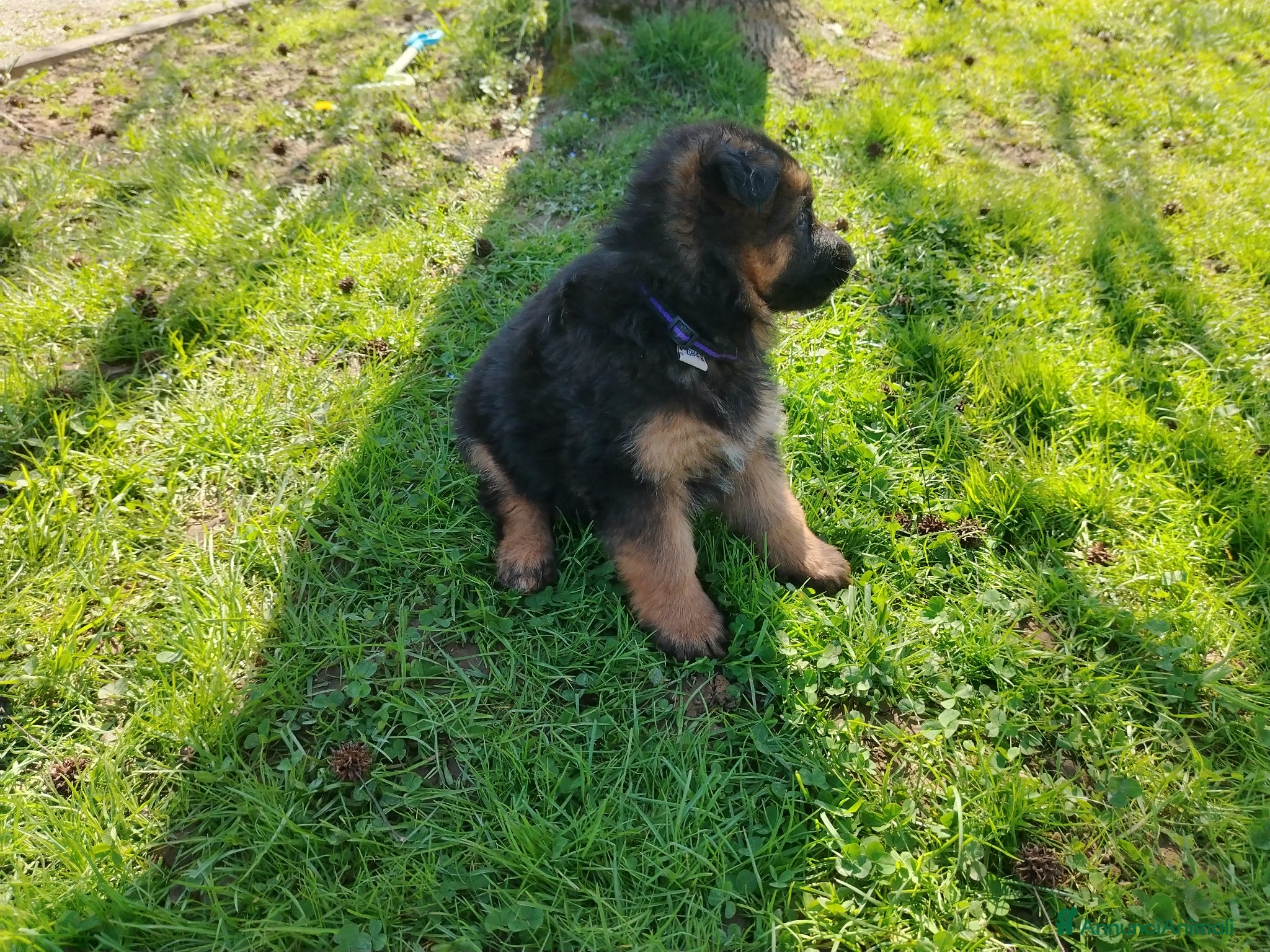 Pastore Tedesco cani Pastore tedesco  - Annuncio 1