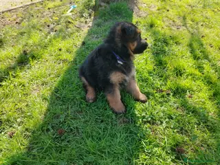 Pastore Tedesco cani Pastore tedesco - Annuncio 1