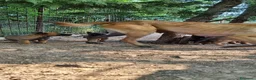 Pastore Belga cani in vendita: Cuccioli Pastore Belga Malinois in Puglia  - Annuncio 2