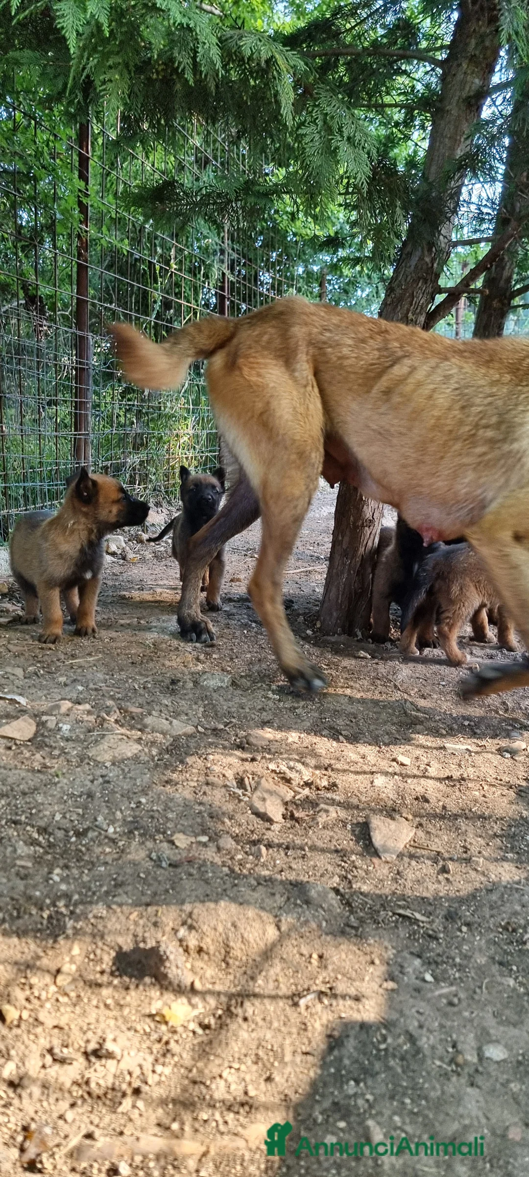 Pastore Belga cani in vendita: Cuccioli Pastore Belga Malinois in Puglia  - Annuncio 2