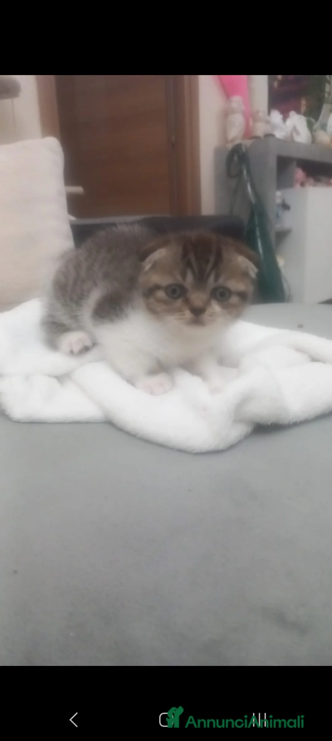 Scottish gatti in vendita: Schottich Fold  - Annuncio 5