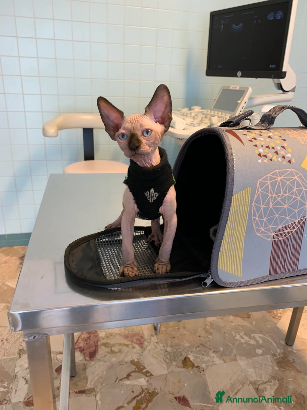 Immagine della galleria {{count}}