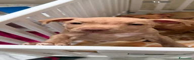 Pitbull Cucciolo 1