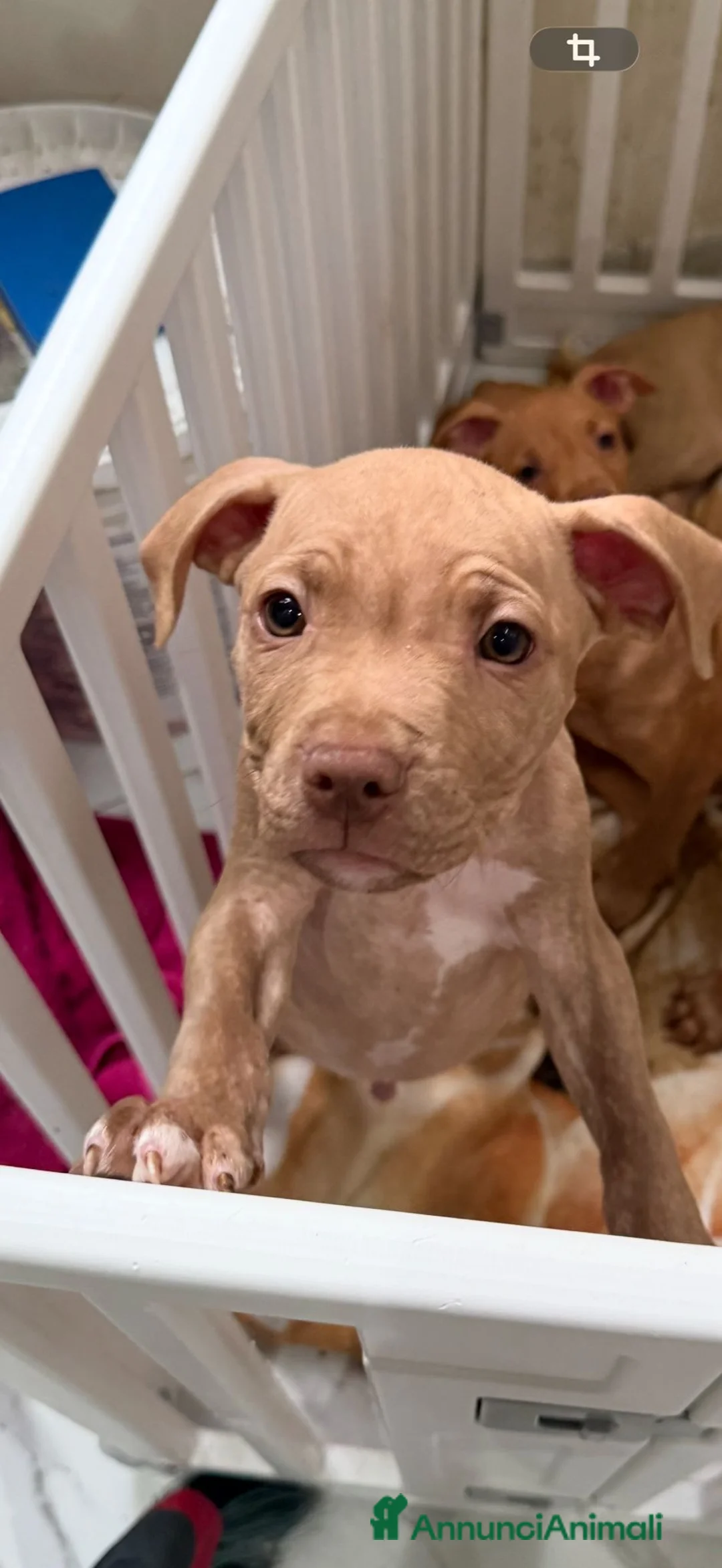 Pitbull cani in vendita: Pit Bull Red nose (4 maschi) - Annuncio 2
