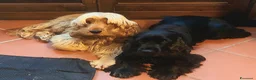 Cocker cani per accoppiamento: CERCASI FIDANZATE COCKERS SOANIEL INGLESE a Provincia di Brescia - Annuncio 3