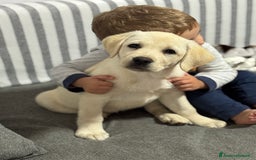 Labrador cani in vendita: Cucciolo Labrador  Giallo Disponibile da subito  a Provincia di Lucca - Immagine 2