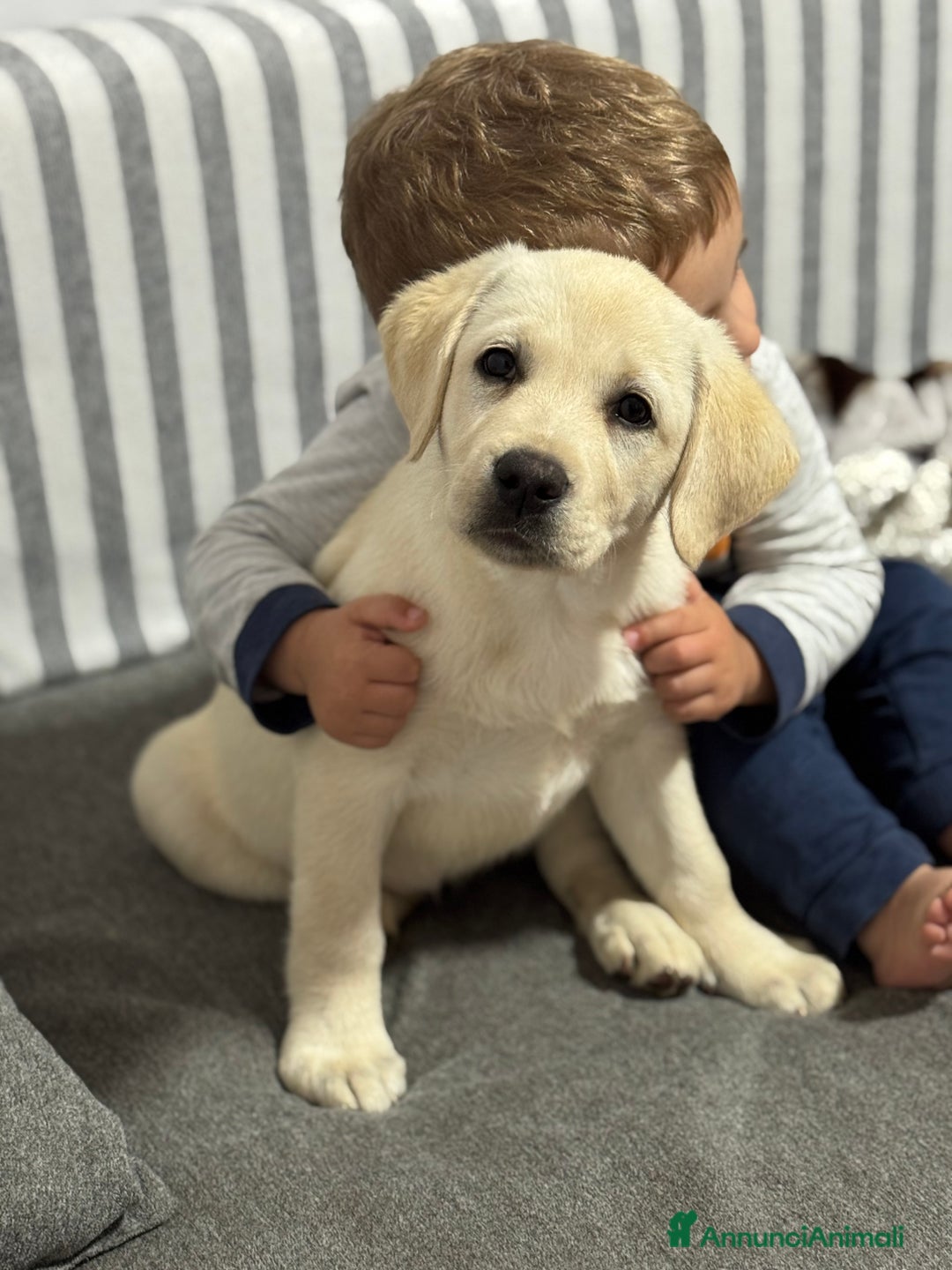 Labrador cani in vendita: Cucciolo Labrador  Giallo Disponibile da subito  a Provincia di Lucca - Immagine 2