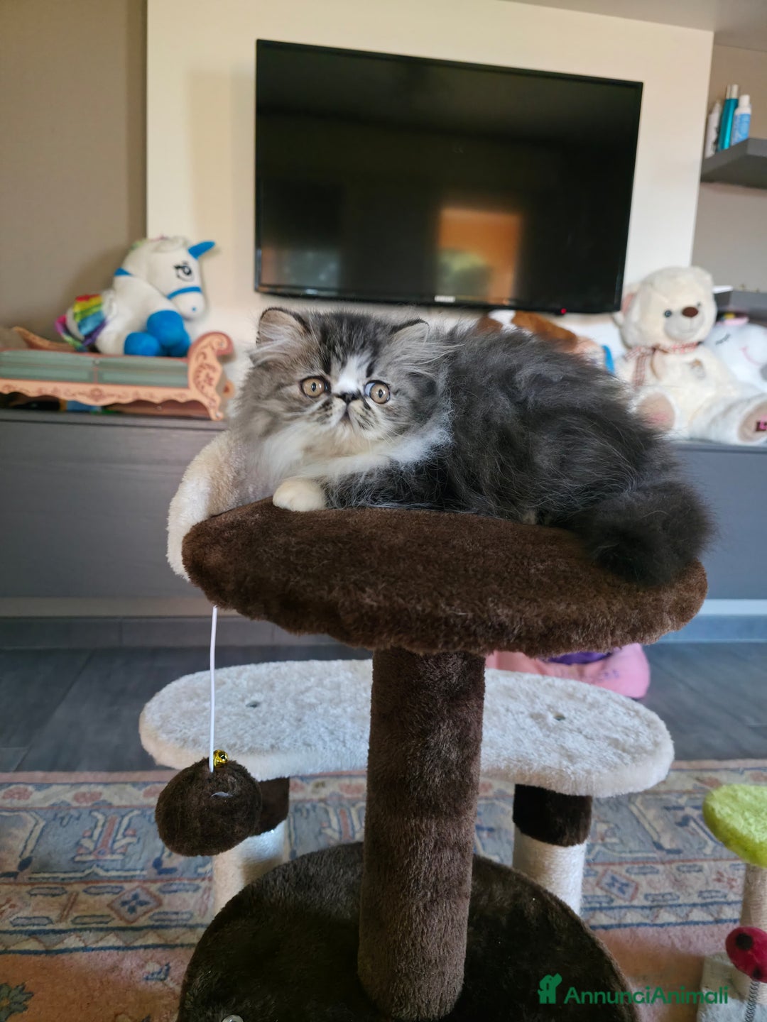 Persiano gatti in vendita: Cucciolo persiano  - Annuncio 4