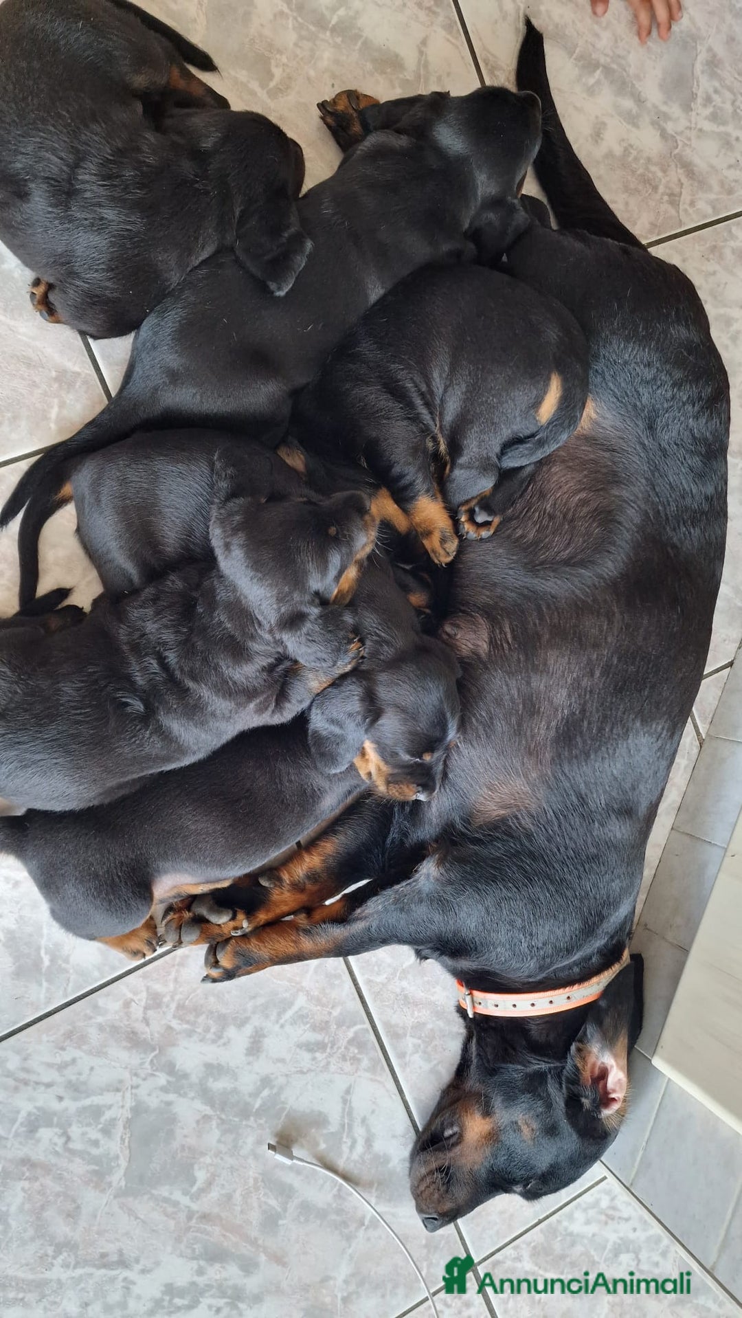 Alpenlaendische Dachsbracke cani in vendita: Cuccioli Alpenlaendische Dachsbracke Pedigree a Città Metropolitana di Torino - Immagine 7