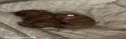 Barboncino cani in vendita: Barboncini toy - Annuncio 1
