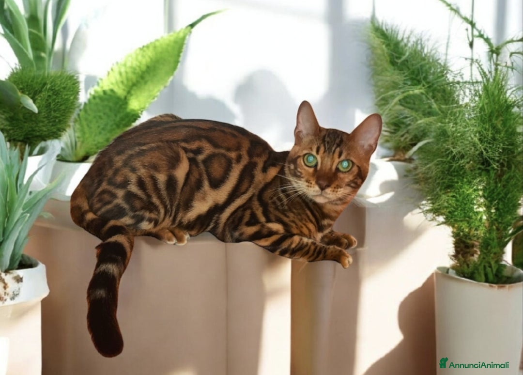 Bengala gatti in vendita: Gatto del Bengala  - Annuncio 2