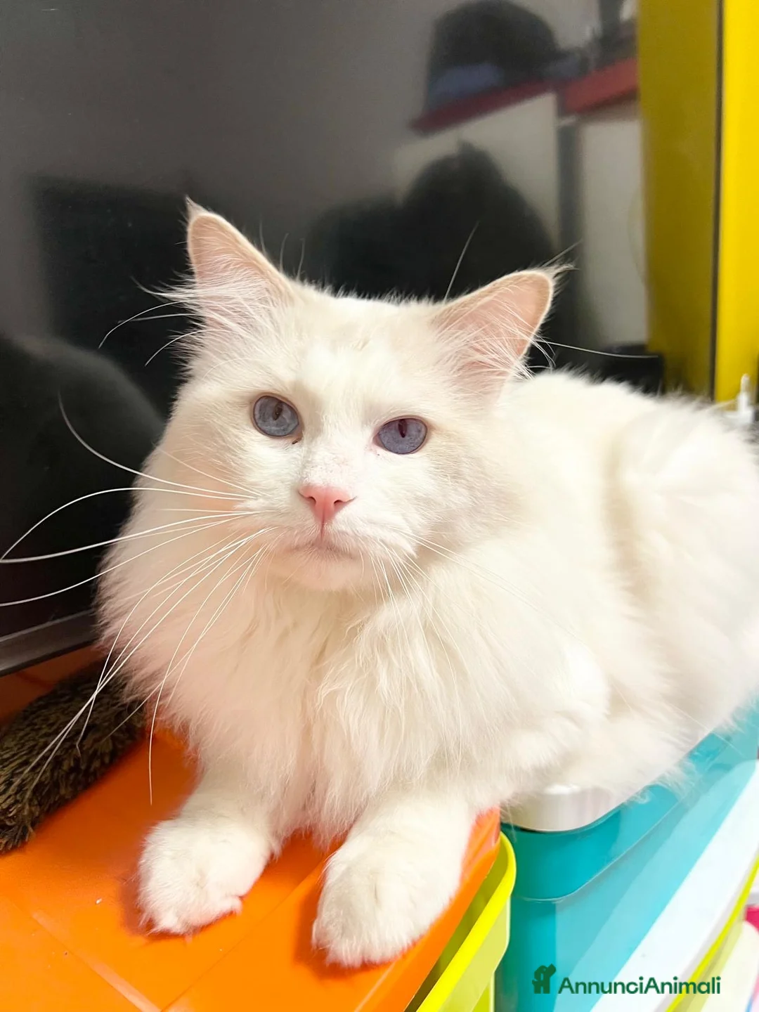 Ragdoll gatti in vendita: cucciolo di ragdoll - Annuncio 6