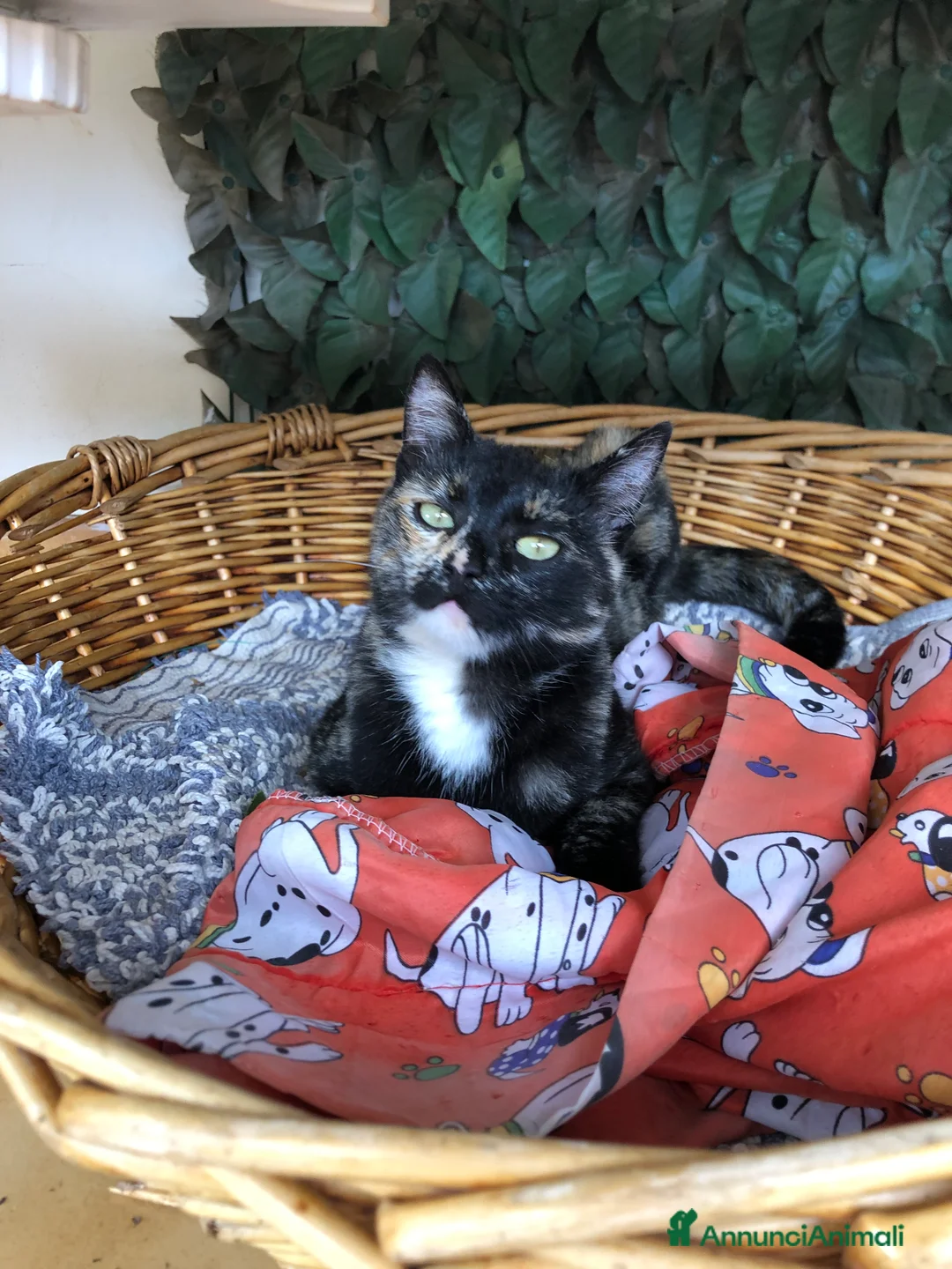 Europeo gatti in regalo: Gattino + mamma sterilizzata  - Annuncio 3